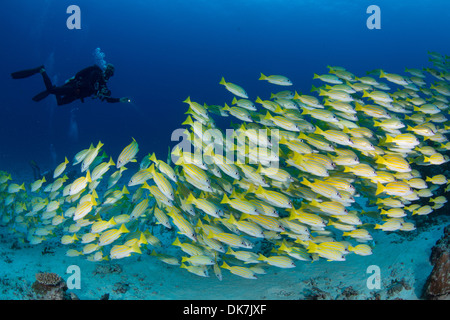 Plongeurs dans une école de poisson Banque D'Images