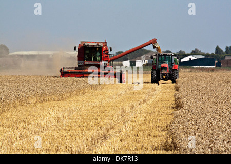 Moissonneuse-batteuse Massey Ferguson à l'exercice aux côtés de tracteur/remorque Banque D'Images