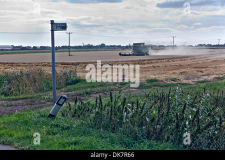Moissonneuse batteuse travaillant dans le champ de blé ; lumière orange clignotante ; sentier pour signer en premier plan (v1) Banque D'Images