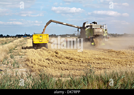 Moissonneuse-batteuse Claas se déversant dans le trailer Banque D'Images