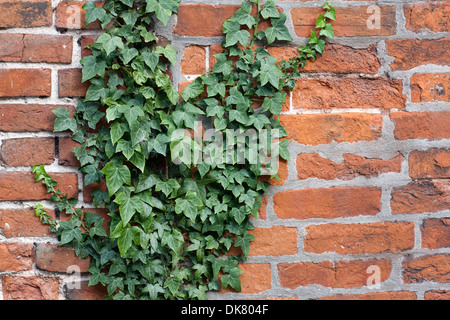 De plus en plus de lierre joliment sur un mur de briques rouges doux Suffolk Banque D'Images