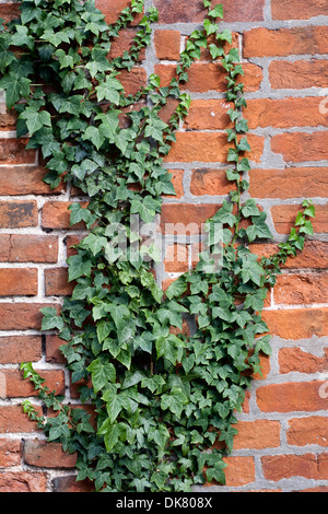 De plus en plus de lierre joliment sur un mur de briques rouges doux Suffolk Banque D'Images