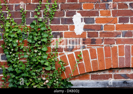 De plus en plus de lierre joliment sur un mur de briques rouges doux Suffolk Banque D'Images