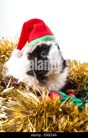 Cochon mignon dans un noël santa hat niché parmi les guirlandes d'or Banque D'Images