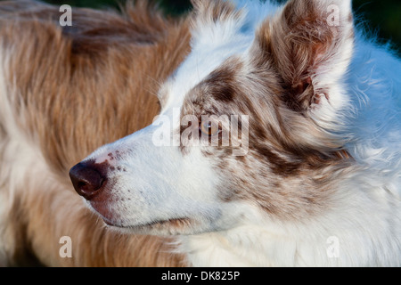 Red merle border collie - head shot Banque D'Images