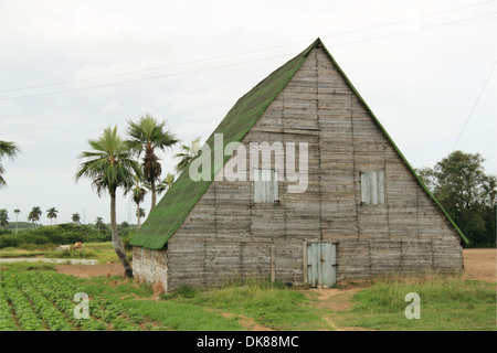 Chambre de séchage du tabac, Vallée de Viñales, province de Pinar del Rio, Cuba, mer des Caraïbes, l'Amérique centrale Banque D'Images