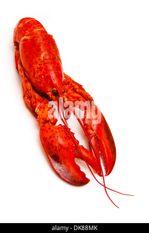 La cuisson du homard (Homarus americanus) isolated on a white background studio. Banque D'Images