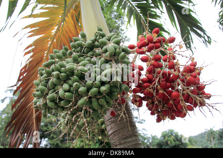 Areca catechu les noix de palme, Vallée de Viñales, province de Pinar del Rio, Cuba, mer des Caraïbes, l'Amérique centrale Banque D'Images