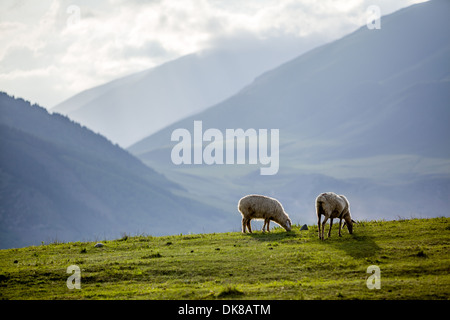 Deux moutons à l'alpage dans les montagnes Banque D'Images