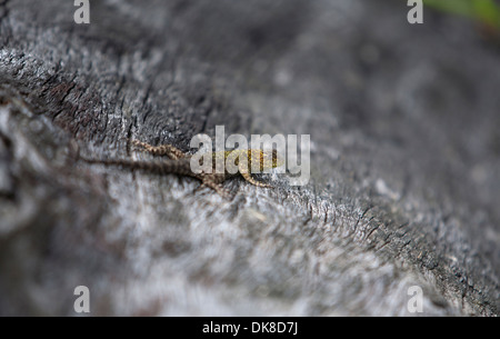 Un lézard dans un tronc d'arbre dans la région de El Triunfo de la biosphère de la Sierra Madre mountains, l'état du Chiapas, au Mexique. Banque D'Images