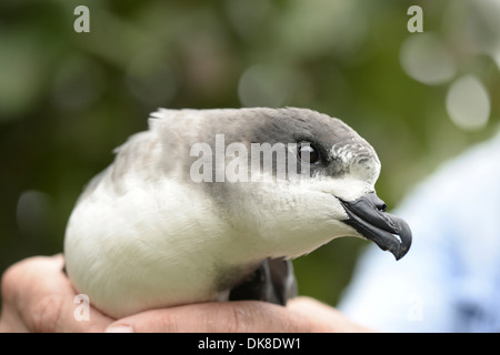 Petrel Pterodroma cahow Bermudes - d'être traitées par Jeremy Madeiros Banque D'Images