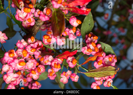 Euonymus europaeus (fusain d'Europe, la fusée, la fusée commune) Banque D'Images