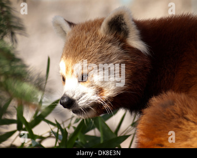 Le panda rouge, Ailurus fulgens, Banque D'Images