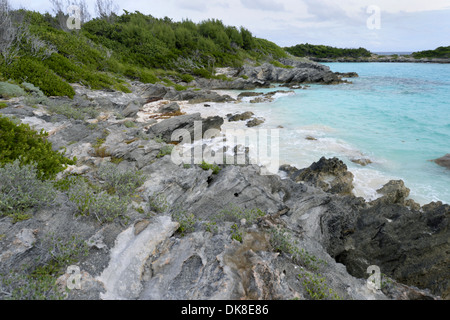 L'Île Nonsuch, Bermudes - le centre du programme d'élevage de Pertrel aux Bermudes Banque D'Images