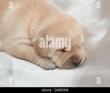 Labrador retriever chiot (une semaine) Banque D'Images