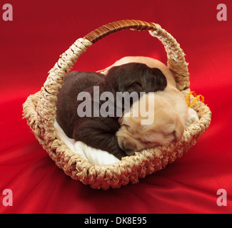 Deux chiots labradors dans un panier (une semaine) Banque D'Images