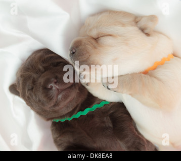 Deux labrador retriever chiots (une semaine) Banque D'Images