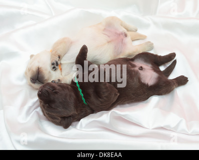 Deux labrador retriever chiots (une semaine) Banque D'Images