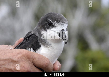 Petrel Pterodroma cahow Bermudes - d'être traitées par Jeremy Madeiros Banque D'Images