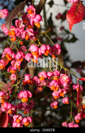 Euonymus europaeus (fusain d'Europe, la fusée, la fusée commune) Banque D'Images