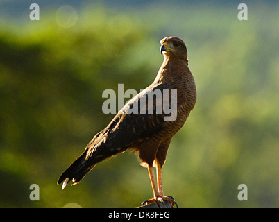 Savanna Hawk (Buteogallus meridionalis ) grand raptor trouvé dans la savane ouverte et bord de marais appelé gavião-caboclo au Brésil Banque D'Images