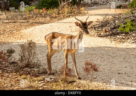 Le daim (Dama dama) sur l'île de Badija, Croatie Banque D'Images