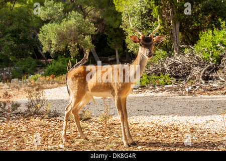 Le daim (Dama dama) sur l'île de Badija, Croatie Banque D'Images