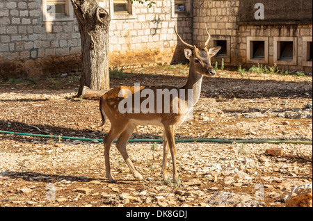 Le daim (Dama dama) sur l'île de Badija, Croatie Banque D'Images