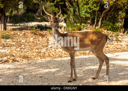 Le daim (Dama dama) sur l'île de Badija, Croatie Banque D'Images