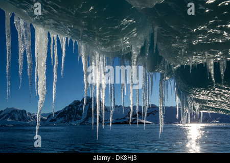 L'antarctique, suspendue au bout d'Icicle melting iceberg Île Petermann par près de Canal Lemaire Banque D'Images