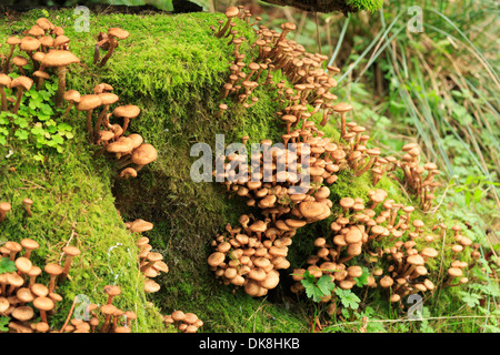 Le miel, champignon Armillaria mellea Banque D'Images