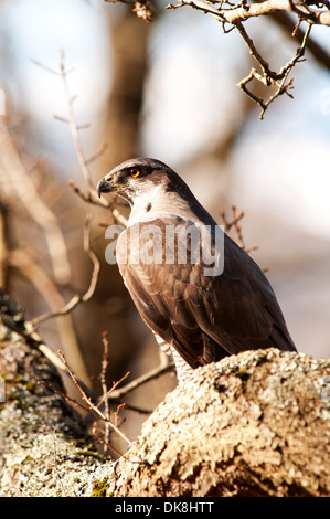 Portrait vertical de l'Autour des palombes Accipiter gentilis, perché sur un arbre. Banque D'Images