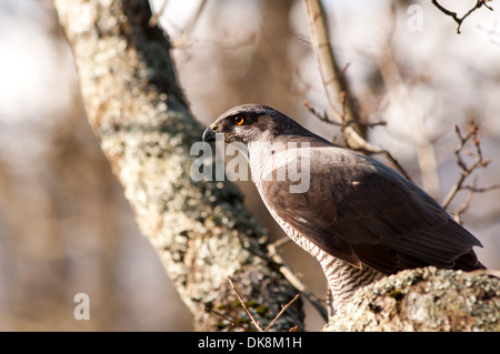 Portrait horizontal de l'Autour des palombes Accipiter gentilis, perché sur un arbre. Banque D'Images