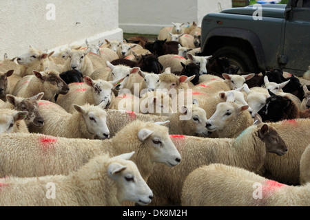 Moutons dans une cour de ferme Banque D'Images