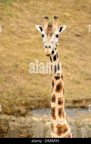 Portrait vertical de girafe de Masai, Giraffa camelopardalis. Banque D'Images