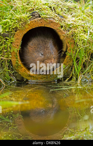 Le campagnol de l'eau européenne, Arvicola amphibius Banque D'Images