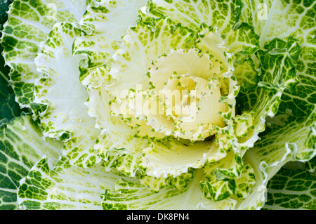 Libre de feuilles tachetées et anneaux concentriques d'usine kale Banque D'Images