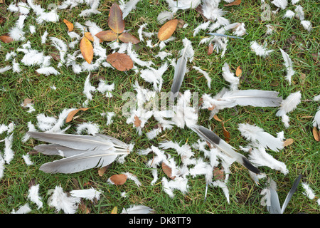 Et reste d'un oiseau de proie tuer frapper un pigeon du ciel en vol des plumes de diffusion partout sur l'herbe Banque D'Images