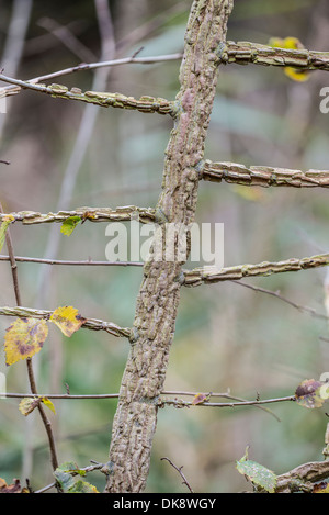 L'anglais, de l'Orme Ulmus procera, caractéristiques de l'écorce de jeunes arbres, Norfolk, Angleterre, Novembre Banque D'Images