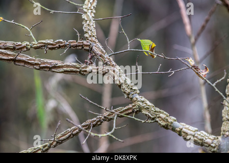 L'anglais, de l'Orme Ulmus procera, caractéristiques de l'écorce de jeunes arbres, Norfolk, Angleterre, Novembre Banque D'Images