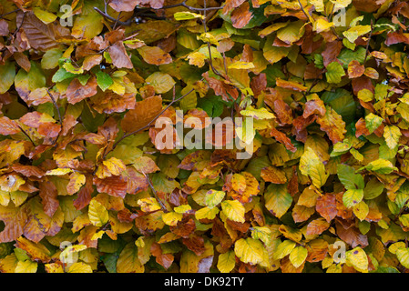 Hêtre (Fagus sylvatica) hedgeing, feuilles à l'automne, en Angleterre, novembre. Banque D'Images