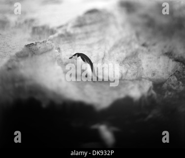 L'Antarctique, l'Île Déception, Blurred image en noir et blanc de la jugulaire Penguin debout sur pente de neige Banque D'Images