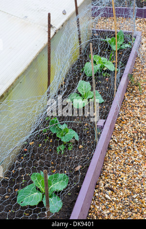 Jardin des choux, "avril", pour utiliser l'hiver au printemps, sous le filet métallique pour la protection des oiseaux. Banque D'Images