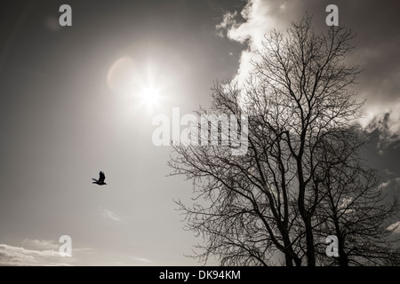 Bouleau blanc hiver Stark avec un sunburst, lens flare, Corneille, et de nuages en noir et blanc. Banque D'Images