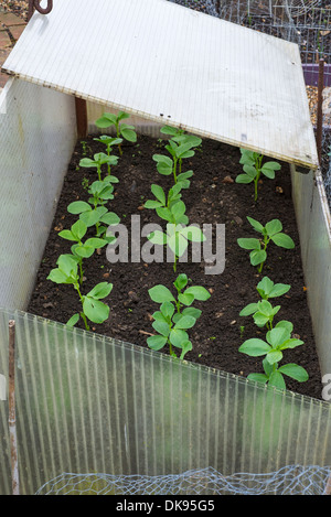 Aquadulce fève 'Claudia' à partir d'un semis d'octobre l'hiver dans un coldframe. Banque D'Images