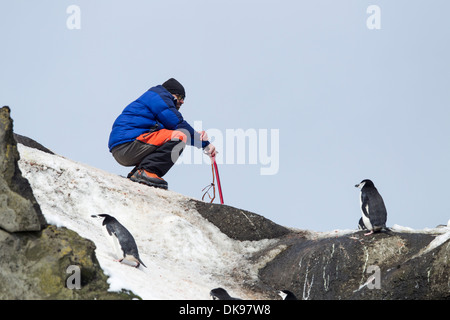 L'Antarctique, îles Shetland du Sud, randonnées avec guide piolet accroupi sur falaise près de Gamla sur l'Île Déception Banque D'Images