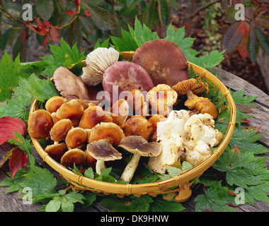 Champignons assortis Banque D'Images