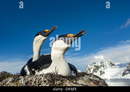 L'Antarctique, l'Île Petermann, Blue-eyed se tape sur son nid (Phalacrocorax atriceps) Banque D'Images