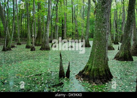 Tupelo-Bald Cypress Swamp sur le Natchez Trace Parkway, le Mississippi Banque D'Images