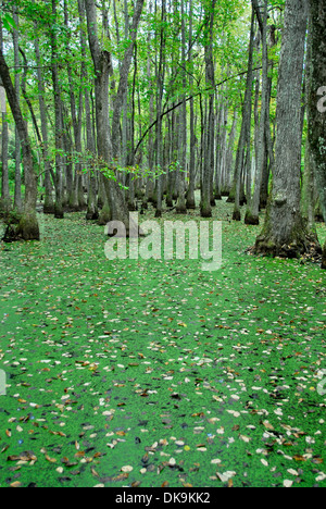 Tupelo-Bald Cypress Swamp sur le Natchez Trace Parkway, le Mississippi Banque D'Images